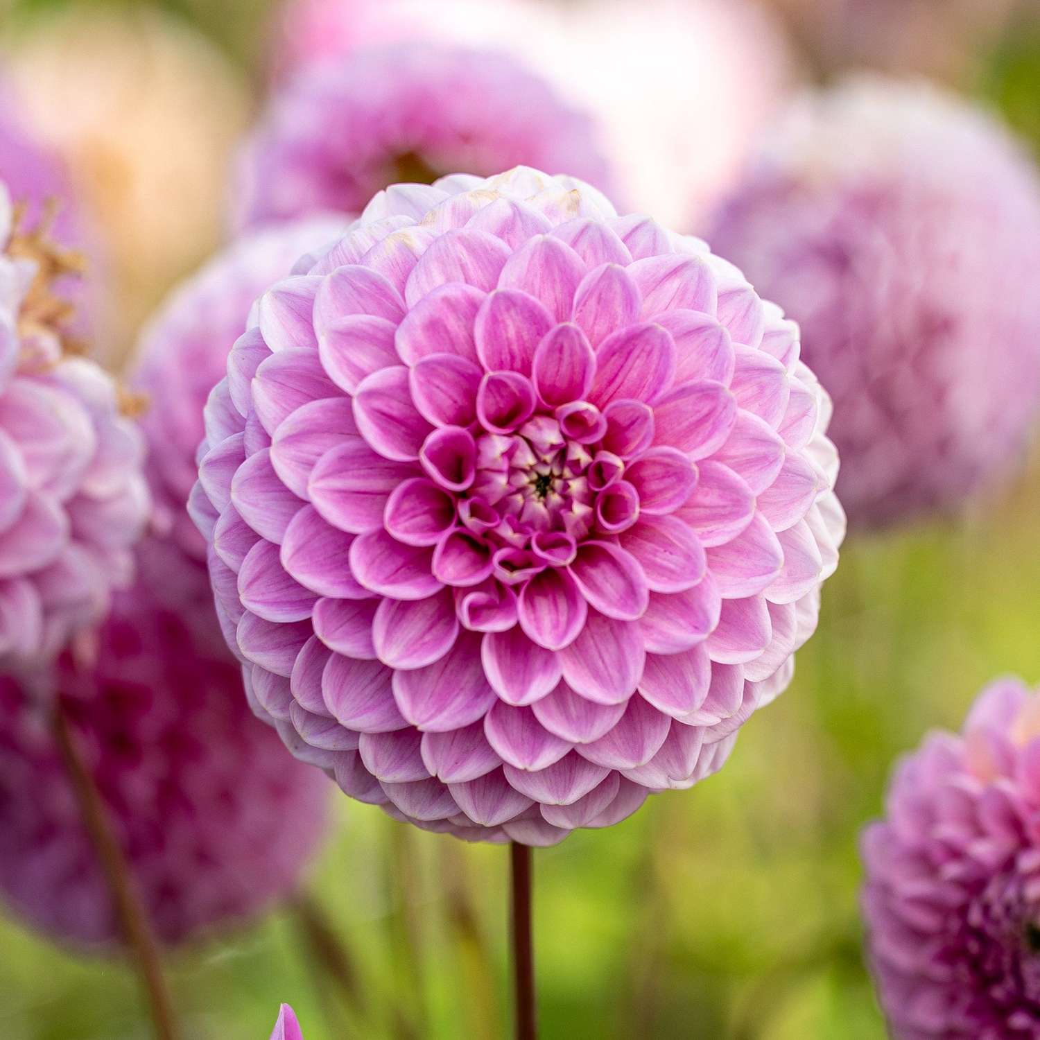 Dahlie 'Sweet Fabienne'